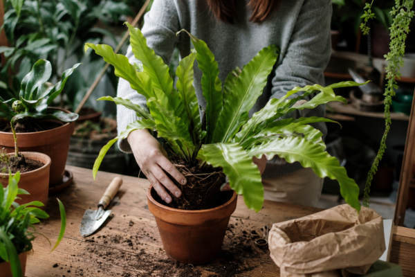 Feriga cuib de pasăre (Asplenium nidus) – sfaturi pentru plantare, creștere și întreținere