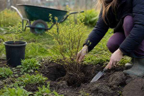 Afin (Vaccinium corymbosum) – plantare și îngrijire pas cu pas