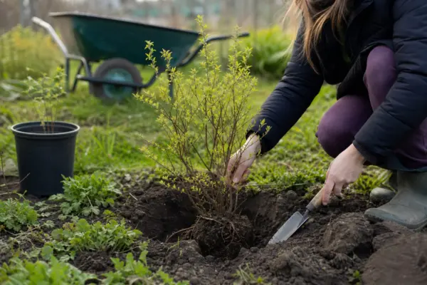Afin (Vaccinium corymbosum) – plantare și îngrijire pas cu pas