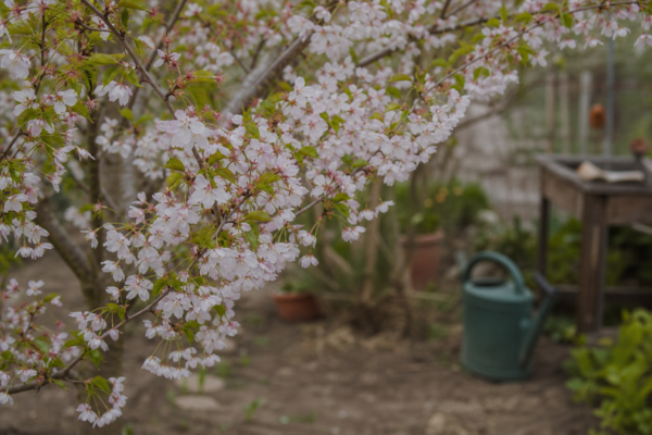 Cireș ornamental (Prunus subhirtella) – tot ce trebuie să știi despre plantare și îngrijire