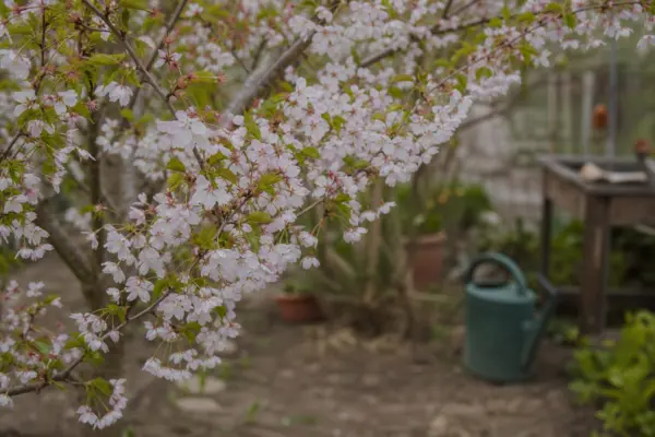 Cireș ornamental (Prunus subhirtella) – tot ce trebuie să știi despre plantare și îngrijire