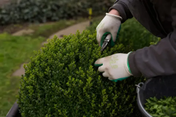 Cimișir (Buxus sempervirens) – tot ce trebuie să știi despre plantare și îngrijire