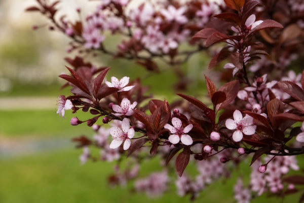 Prunul decorativ (Prunus cerasifera): cum se plantează și cum se îngrijește