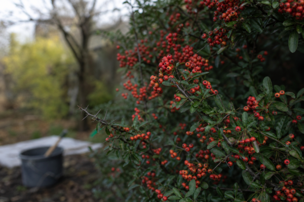 Pyracantha (Pyracantha coccinea): cum se plantează și cum se îngrijește corect