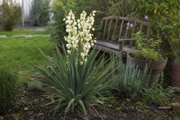 Yucca filamentosa – plantare, udare și întreținere