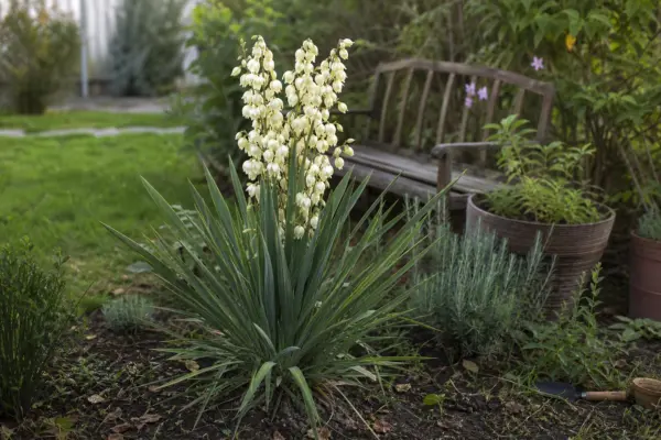 Yucca filamentosa – plantare, udare și întreținere