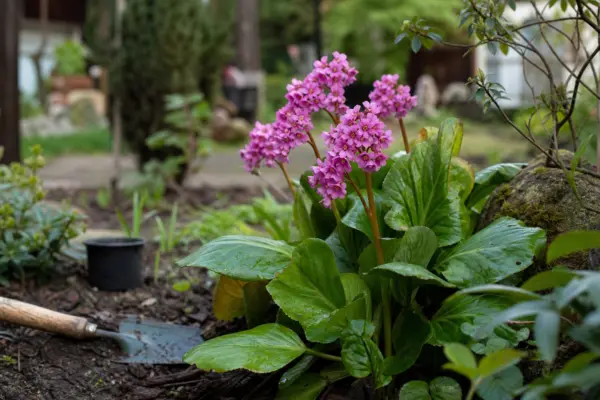 Bergenia cordifolia: ce condiții cere și cum o îngrijești