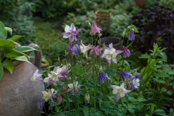 Căldărușa (Aquilegia vulgaris) – ghid complet de cultivare și îngrijire