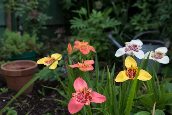 Floarea tigrului (Tigridia pavonia) – ghid complet de cultivare și îngrijire