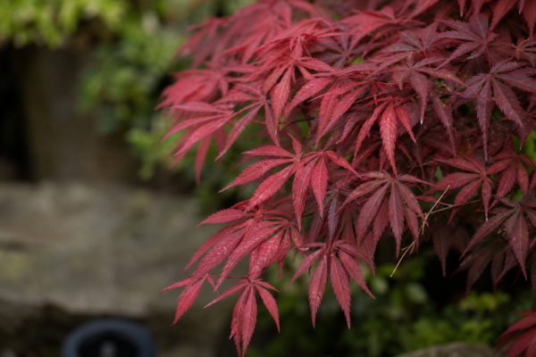 Arțarul japonez (Acer palmatum): plantare și îngrijire în grădină