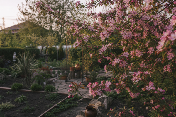 Măr decorativ (Malus floribunda) – plantare, îngrijire și greșeli de evitat