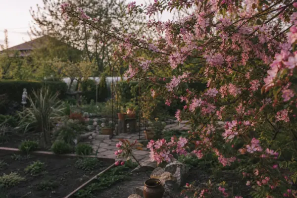 Măr decorativ (Malus floribunda) – plantare, îngrijire și greșeli de evitat