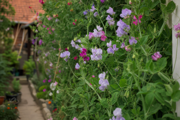 Sângele-voinicului (Lathyrus odoratus) – ghid practic de plantare și îngrijire