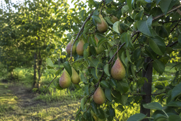 Păr (Pyrus communis) – ghid complet de cultivare și îngrijire