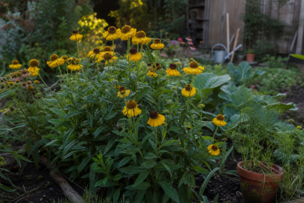 Helenium autumnale: cum se plantează și cum se îngrijește corect