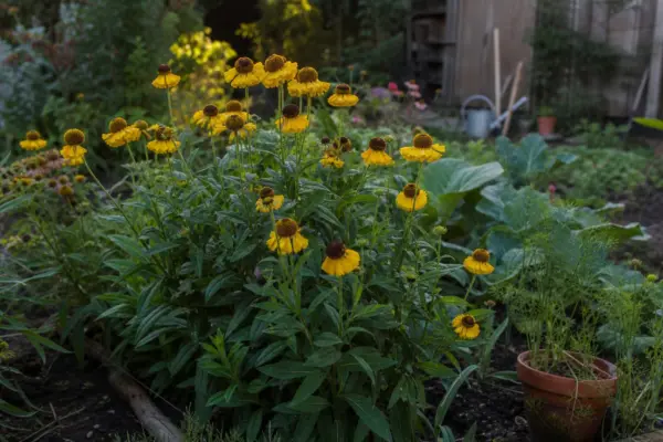 Helenium autumnale: cum se plantează și cum se îngrijește corect
