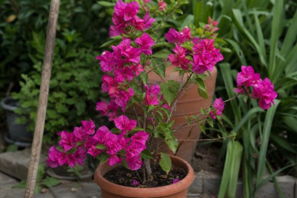 Bougainvillea (Bougainvillea glabra): cum se plantează și cum se îngrijește corect