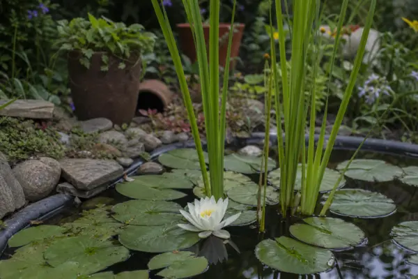Nufăr (Nymphaea alba) – plantare, udare și întreținere