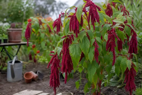 Moțul curcanului (Amaranthus caudatus) – de la plantare la întreținerea de zi cu zi
