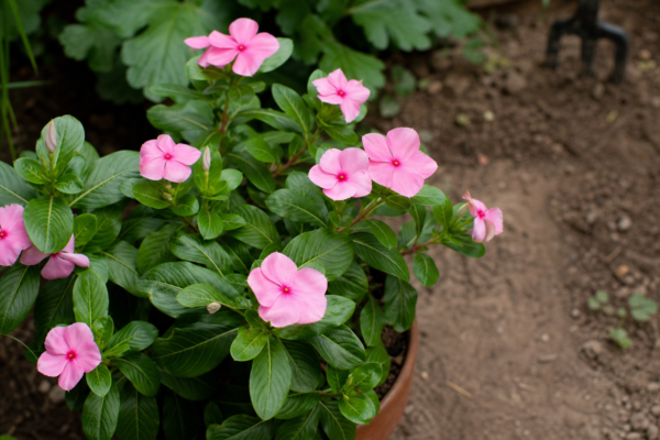 Vinca roz (Catharanthus roseus) – plantare, udare și întreținere