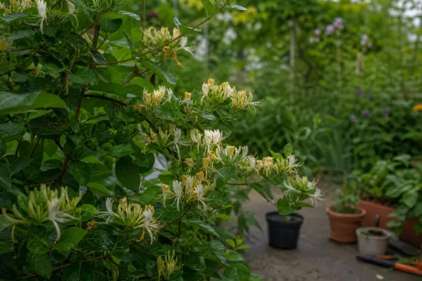 Caprifoi (Lonicera japonica) – sfaturi de plantare și îngrijire