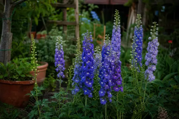 Nemțișor (Delphinium elatum) – tot ce trebuie să știi despre plantare și îngrijire