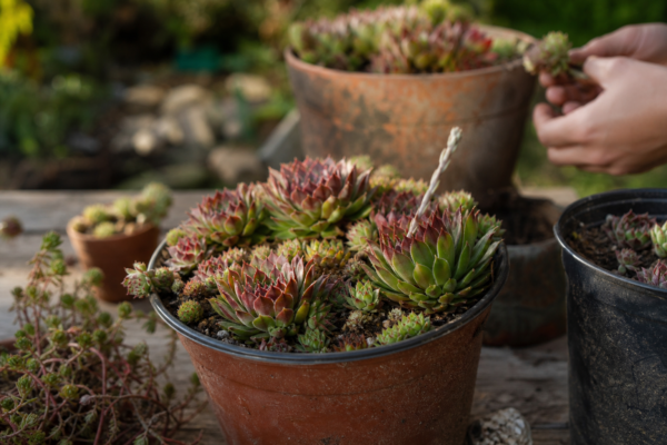 Urechelnița (Sempervivum tectorum) – tot ce trebuie să știi despre plantare și îngrijire