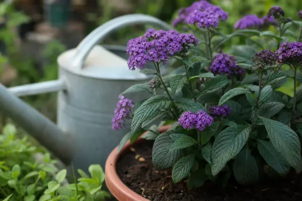 Heliotropium arborescens – ghid complet de cultivare și îngrijire