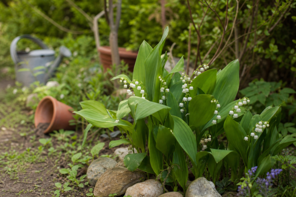Lăcrămioare (Convallaria majalis) – sfaturi de plantare și îngrijire