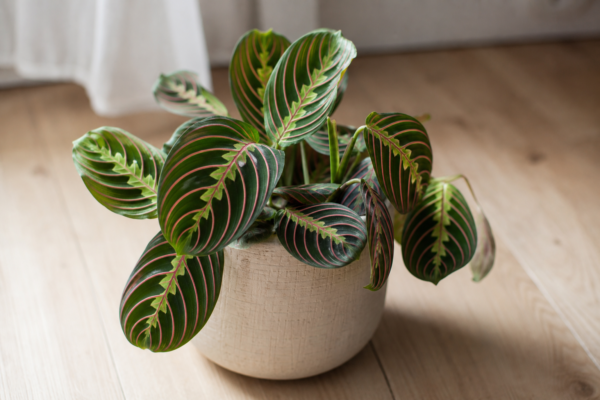 Maranta (Maranta leuconeura): ce trebuie să știi despre plantare și îngrijire