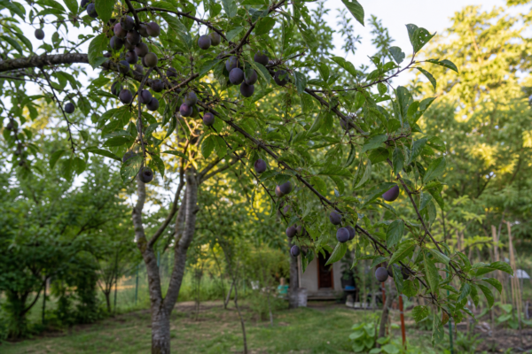 Prun (Prunus domestica) – tot ce trebuie să știi despre plantare și îngrijire