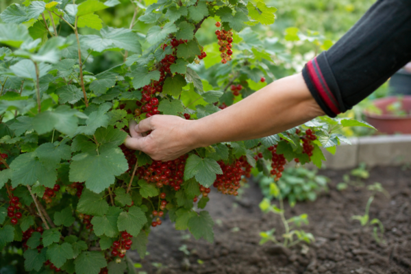 Coacăz roșu (Ribes rubrum): ce condiții cere și cum o îngrijești