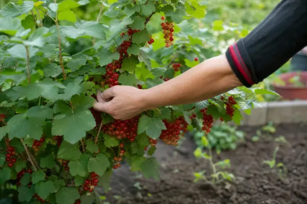 Coacăz roșu (Ribes rubrum): ce condiții cere și cum o îngrijești