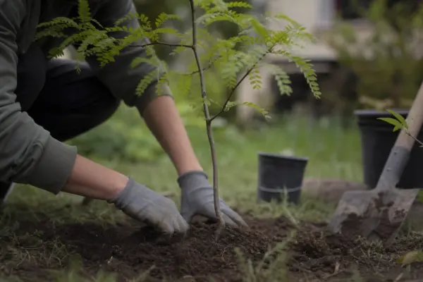 Glădiță (Gleditsia triacanthos) – tot ce trebuie să știi despre plantare și îngrijire