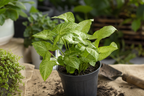 Syngonium (Syngonium podophyllum) – ghid complet de cultivare și îngrijire