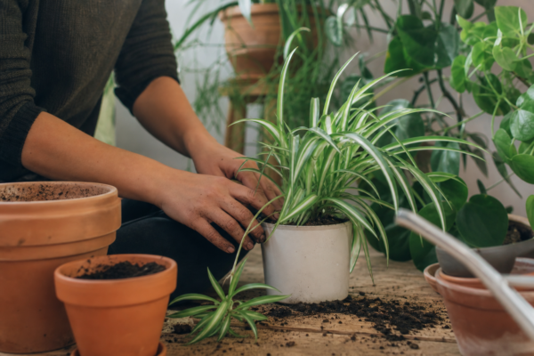 Panglicuța (Chlorophytum comosum) – sfaturi de plantare și îngrijire