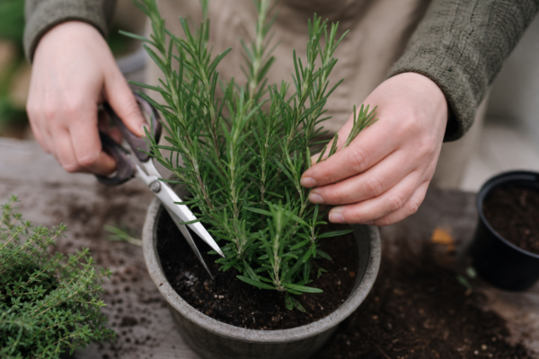 Rozmarinul (Rosmarinus officinalis): cum se plantează și cum se îngrijește