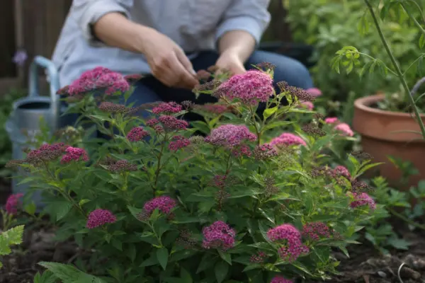 Cununiță (Spiraea japonica) – condiții de creștere, plantare și îngrijire