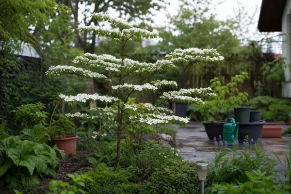 Salcâm japonez (Styphnolobium japonicum) – plantare, îngrijire și greșeli de evitat