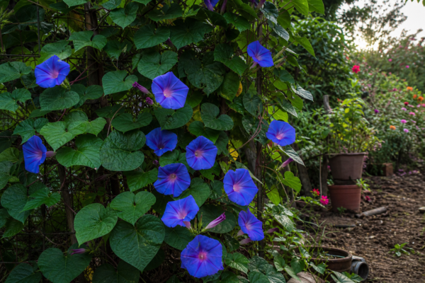 Zorele (Ipomoea purpurea) – condiții de creștere, plantare și îngrijire