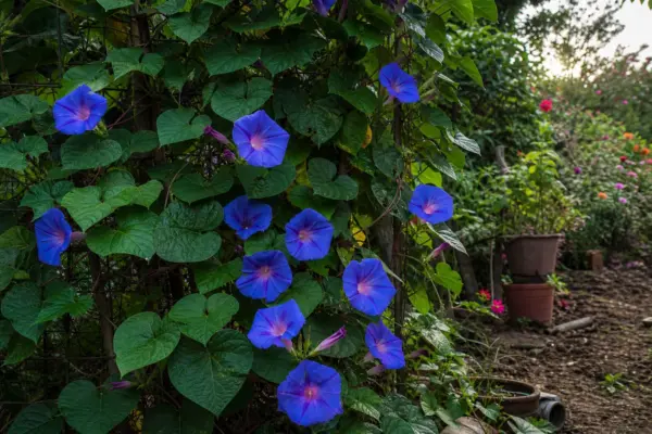 Zorele (Ipomoea purpurea) – condiții de creștere, plantare și îngrijire