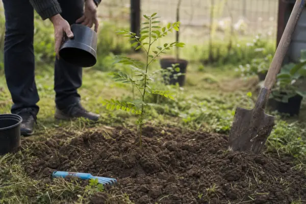 Salcâm (Robinia pseudoacacia) – de la plantare la întreținerea de zi cu zi