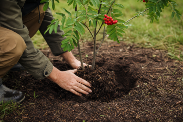 Scorușul (Sorbus aucuparia): cum se plantează și cum se îngrijește