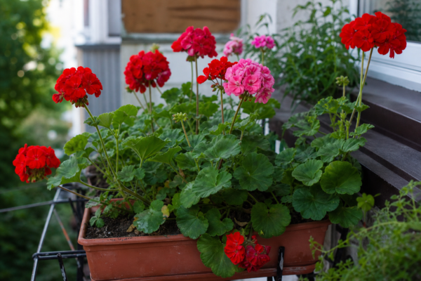Mușcata (Pelargonium zonale) – ghid complet de cultivare și îngrijire