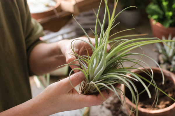 Tillandsia (Tillandsia ionantha) – sfaturi pentru plantare, creștere și întreținere