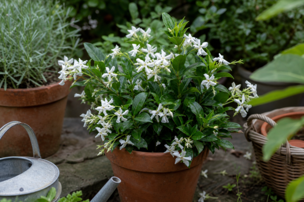 Iasomie (Jasminum officinale): ce condiții cere și cum o îngrijești