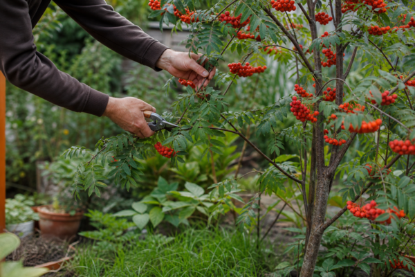 Scoruș (Sorbus aucuparia) – de la plantare la întreținerea de zi cu zi