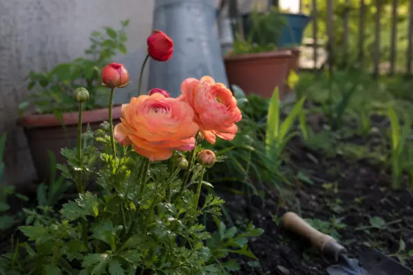 Ranunculus asiaticus – ghid complet de cultivare și îngrijire