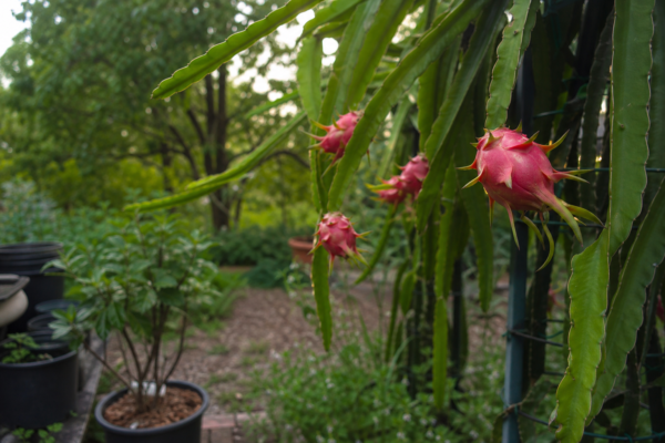 Pitaya (fructul dragonului) – tot ce trebuie să știi despre plantare și îngrijire