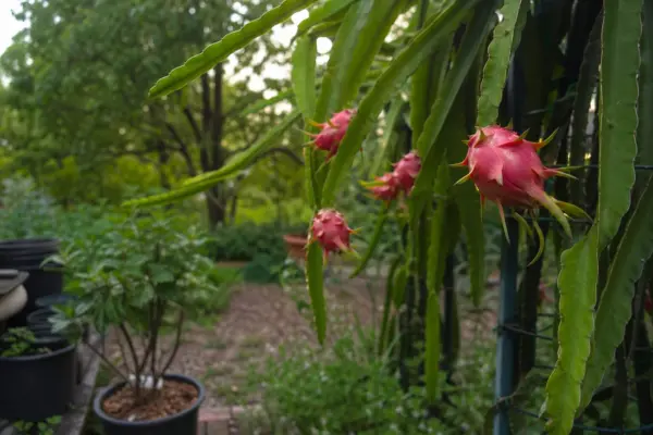 Pitaya (fructul dragonului) – tot ce trebuie să știi despre plantare și îngrijire